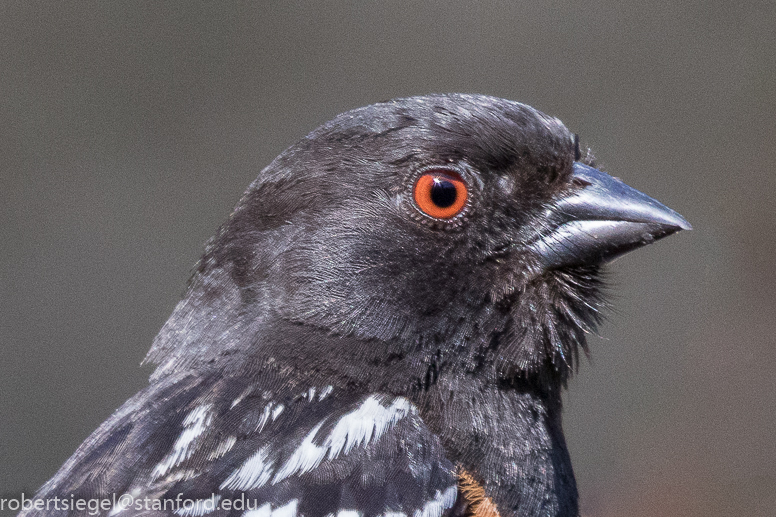 Spotted towhee